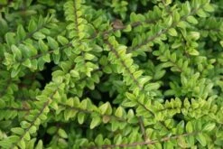 Struikkamperfoelie (Lonicera Nitida 'Maigrun') 13 Struikkamperfoelie (Lonicera Nitida 'Maigrun') -Tuinplanten Winkel lonicera nitida maigrun 2