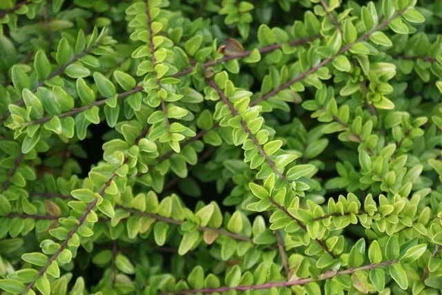 Struikkamperfoelie (Lonicera Nitida 'Maigrun') 8 Struikkamperfoelie (Lonicera Nitida 'Maigrun') - Afbeelding 6