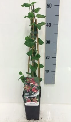 Kamperfoelie (Lonicera Periclymenum 'Belgica Select') -Tuinplanten Winkel lonicera per. belgica select 50 60 c2