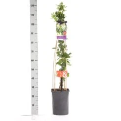 Kamperfoelie (Lonicera Periclymenum 'Belgica Select') -Tuinplanten Winkel lonicera per. belgica select 1.00 1.25