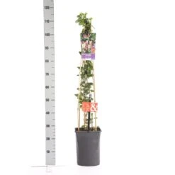 Kamperfoelie (Lonicera Periclymenum 'Serotina') -Tuinplanten Winkel lonicera per. serotina 1.00 1.25