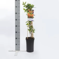 Kamperfoelie (Lonicera Tellmanniana) 7 Kamperfoelie (Lonicera Tellmanniana) -Tuinplanten Winkel lonicera tellmanniana