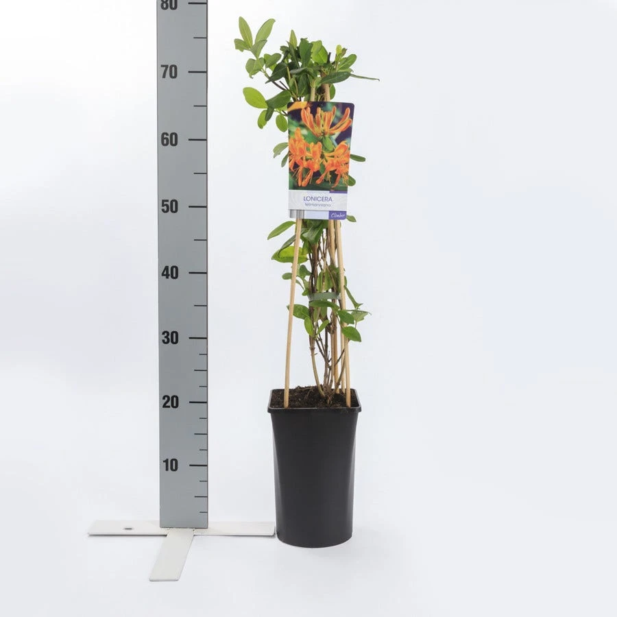 Kamperfoelie (Lonicera Tellmanniana) 5 Kamperfoelie (Lonicera Tellmanniana) - Afbeelding 3