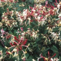 Kamperfoelie (Lonicera Periclymenum 'Serotina') -Tuinplanten Winkel lopserot 1