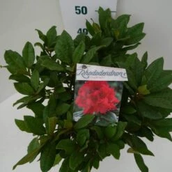 Rhododendron (Rhododendron 'Lord Roberts') -Tuinplanten Winkel lord robert c7.5 boven