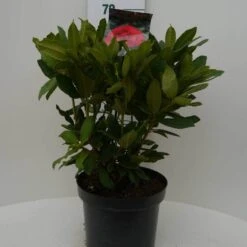 Rhododendron (Rhododendron 'Lord Roberts') -Tuinplanten Winkel lord robert c7.5 voor