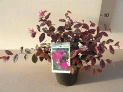 Loropetalum (Loropetalum 'Fire Dance') -Tuinplanten Winkel loropetalum chin. fire dance p15 2
