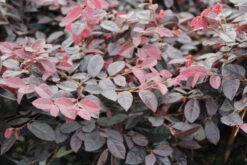 Loropetalum (Loropetalum 'Fire Dance') -Tuinplanten Winkel loropetalum chinense fire dance 1