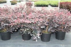 Loropetalum (Loropetalum 'Fire Dance') -Tuinplanten Winkel loropetalum chinense fire dance 2