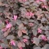Loropetalum (Loropetalum 'Fire Dance') 2 Loropetalum (Loropetalum 'Fire Dance') -Tuinplanten Winkel loropetalum fire dance 1