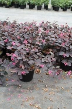 Loropetalum (Loropetalum 'Fire Dance') -Tuinplanten Winkel loropetalum fire dance 2