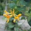 Kamperfoelie (Lonicera Tellmanniana) -Tuinplanten Winkel lotellma 2