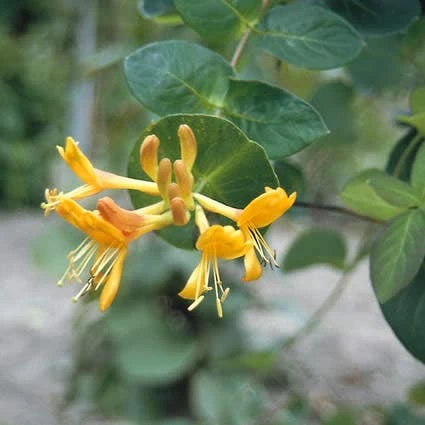 Kamperfoelie (Lonicera Tellmanniana) 3 Kamperfoelie (Lonicera Tellmanniana)
