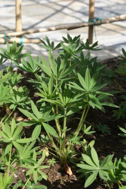 Lupine (Lupinus 'Gallery White') 4 Lupine (Lupinus 'Gallery White') - Afbeelding 2