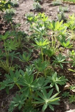 Lupine (Lupinus 'Gallery White') 7 Lupine (Lupinus 'Gallery White') -Tuinplanten Winkel lupine 2 1