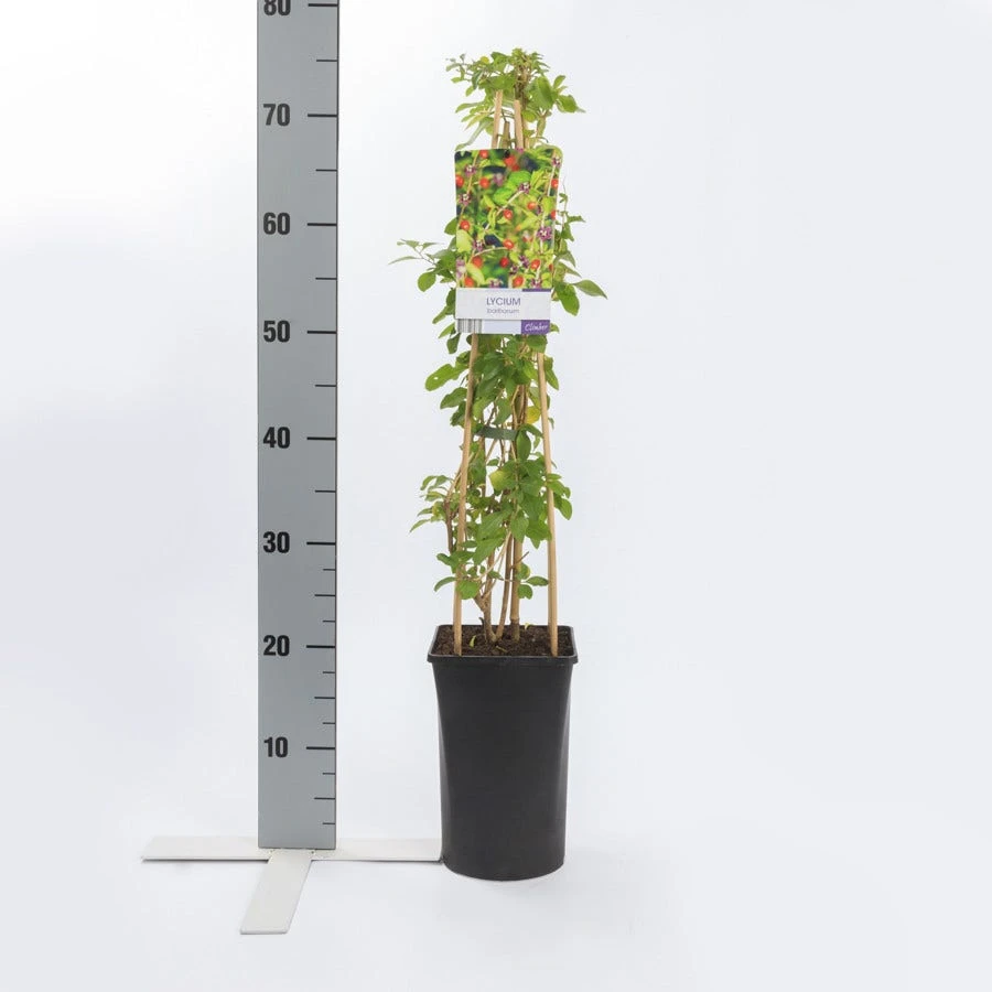 Boksdoorn (Lycium Barbarum) 4 Boksdoorn (Lycium Barbarum) - Afbeelding 2