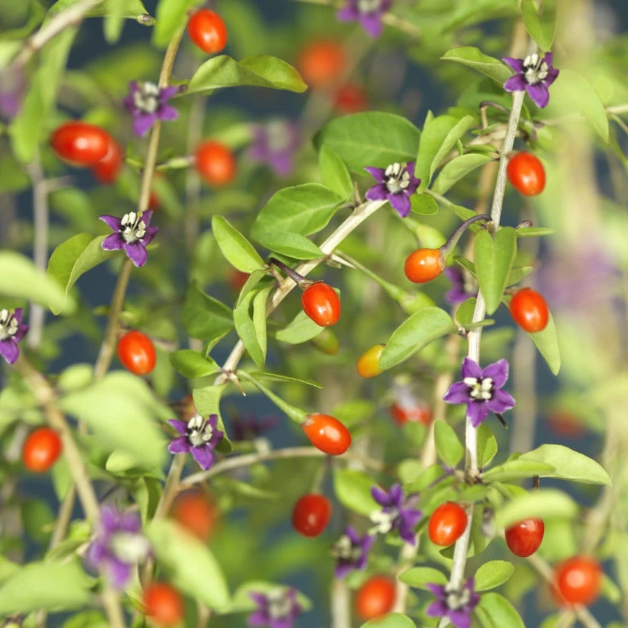 Boksdoorn (Lycium Barbarum) 3 Boksdoorn (Lycium Barbarum)