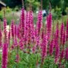 Kattestaart (Lythrum Salicaria 'Zigeunerblut') 2 Kattestaart (Lythrum Salicaria 'Zigeunerblut') -Tuinplanten Winkel lythrum salicaria zigeunerblut