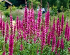 Kattestaart (Lythrum Salicaria 'Zigeunerblut')
