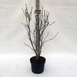 Beverboom (Magnolia Liliiflora 'Nigra') -Tuinplanten Winkel m. lil. nigra c10