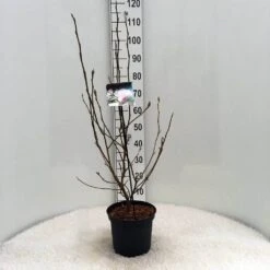 Beverboom Als Struik (Magnolia Soulangeana) -Tuinplanten Winkel m. soulangeana c5