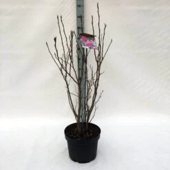 Beverboom Als Struik (Magnolia Susan) -Tuinplanten Winkel m. susan c10
