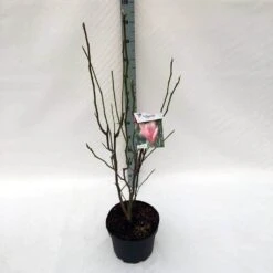 Beverboom (Magnolia 'Heaven Scent') -Tuinplanten Winkel ma. heaven scent c10
