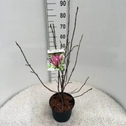 Beverboom (Magnolia Liliiflora 'Nigra') -Tuinplanten Winkel ma. lil. nigra c5