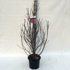 Beverboom Als Struik (Magnolia Susan) -Tuinplanten Winkel ma. susan c15 125 150 cm