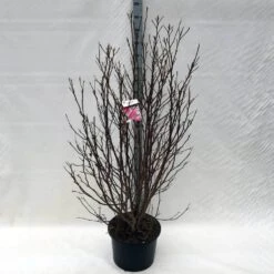 Beverboom Als Struik (Magnolia Susan) -Tuinplanten Winkel ma. susan c15 150 cm