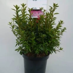 Japanse Azalea (Rhododendron 'Madame Van Hecke') -Tuinplanten Winkel mad. v. hecke c4 voor