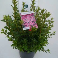Japanse Azalea (Rhododendron 'Madame Van Hecke') -Tuinplanten Winkel mad. v. hecke c4 zij