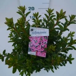 Japanse Azalea (Rhododendron 'Madame Van Hecke') -Tuinplanten Winkel mad. van hecke c2 boven