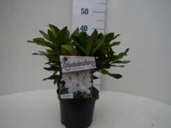 Rhododendron (Rhododendron 'Madame Masson') -Tuinplanten Winkel madamme masson c2 voor