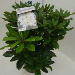 Rhododendron (Rhododendron 'Madame Masson') -Tuinplanten Winkel madamme masson c7.5 zij