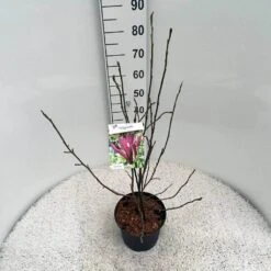 Beverboom (Magnolia Liliiflora 'Nigra') -Tuinplanten Winkel mag. lil. nigra c5