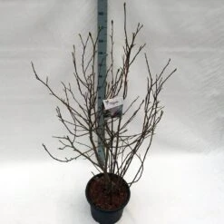 Beverboom Als Struik (Magnolia Soulangeana) -Tuinplanten Winkel mag. soulangeana c20