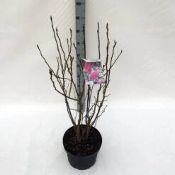 Beverboom Als Struik (Magnolia Susan) -Tuinplanten Winkel mag. susan c10