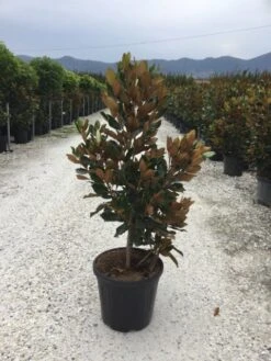 Groenblijvende Magnolia (Magnolia Grandiflora 'Little Gem') -Tuinplanten Winkel magnola little gem 125 150 c25
