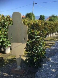 Groenblijvende Magnolia (Magnolia Grandiflora 'Little Gem') -Tuinplanten Winkel magnola little gem 125 150 c25 2