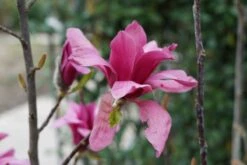 Beverboom (Magnolia 'Black Tulip') 11 Beverboom (Magnolia 'Black Tulip') -Tuinplanten Winkel magnolia blacktulip lm21