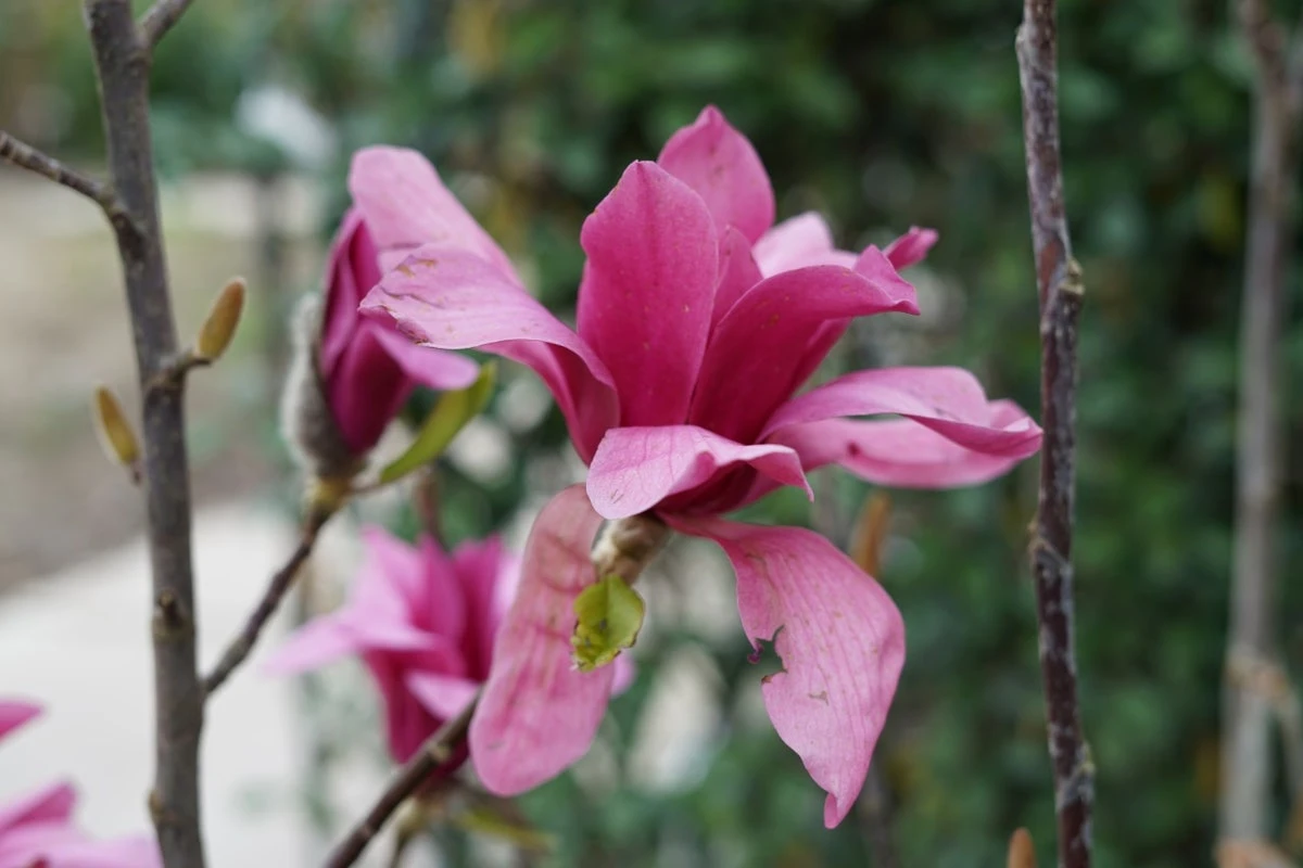 Beverboom (Magnolia 'Black Tulip') 6 Beverboom (Magnolia 'Black Tulip') - Afbeelding 4