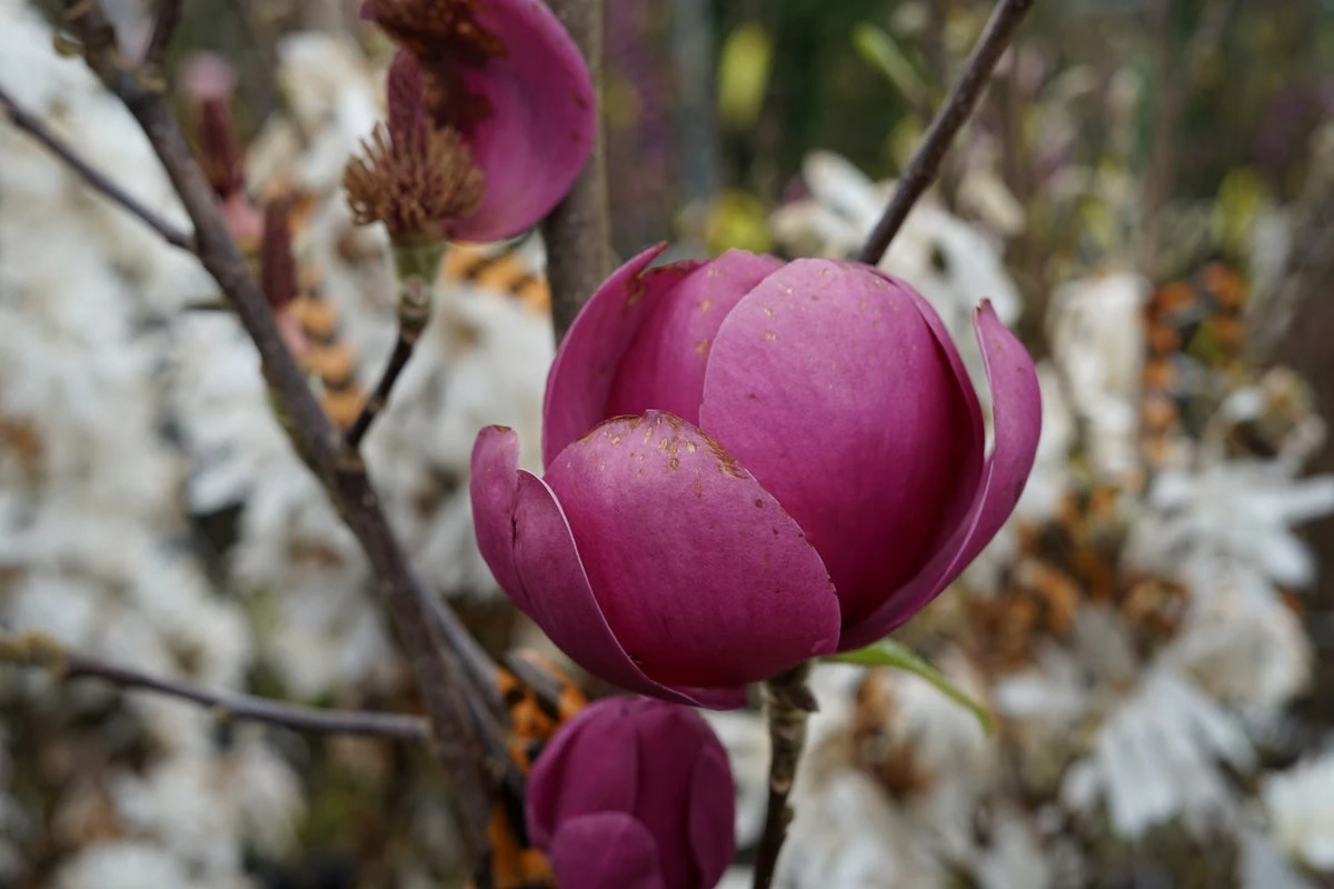 Beverboom (Magnolia 'Black Tulip') 7 Beverboom (Magnolia 'Black Tulip') - Afbeelding 5