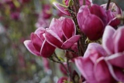 Beverboom (Magnolia 'Genie') -Tuinplanten Winkel magnolia genie lm12