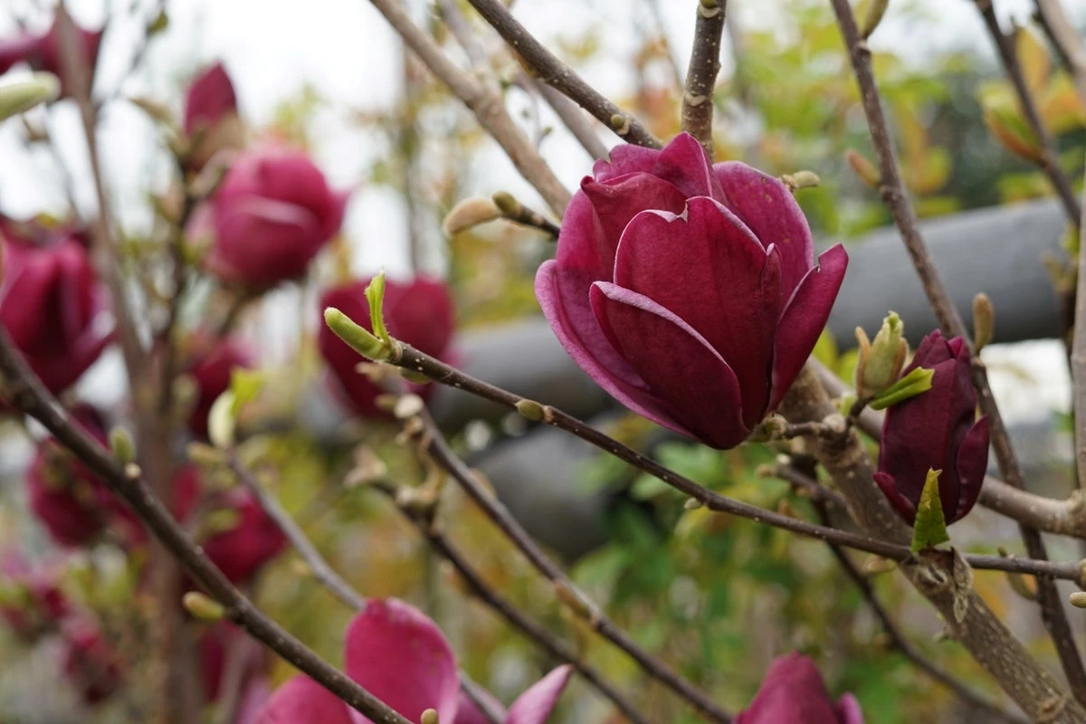 Beverboom (Magnolia 'Genie') EXTRA VOORDEEL 4 Beverboom (Magnolia 'Genie') EXTRA VOORDEEL - Afbeelding 2