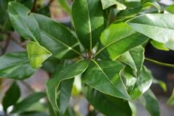 Groenblijvende Magnolia Als Boom (Magnolia Grandiflora 'Gallissoniere') -Tuinplanten Winkel magnolia grandiflora blad lm01