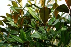 Groenblijvende Magnolia Als Leiboom (Magnolia Grandiflora 'Gallissoniere') EXTRA VOORDELIG 7 Groenblijvende Magnolia Als Leiboom (Magnolia Grandiflora 'Gallissoniere') EXTRA VOORDELIG -Tuinplanten Winkel magnolia grandiflora blad lm02 2