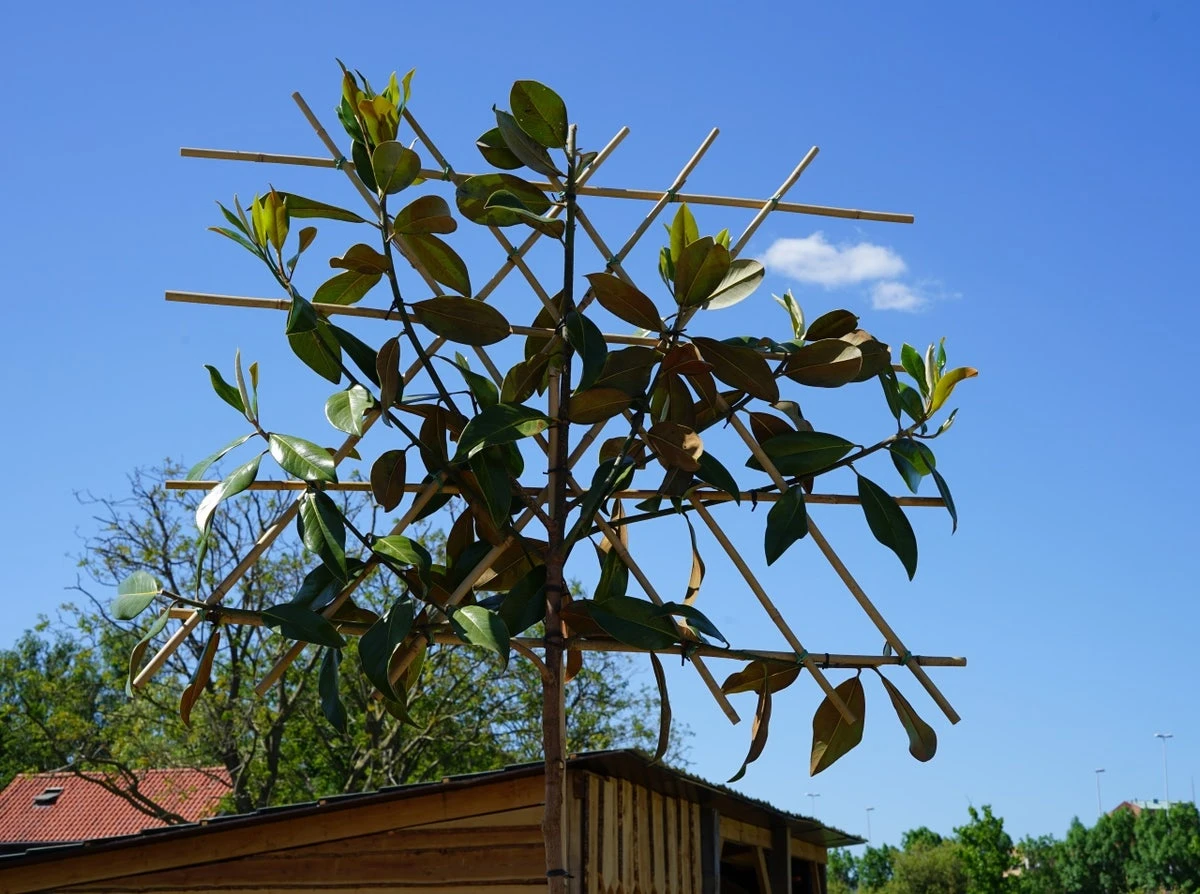 Groenblijvende Magnolia Als Leiboom (Magnolia Grandiflora 'Gallissoniere') EXTRA VOORDELIG 3 Groenblijvende Magnolia Als Leiboom (Magnolia Grandiflora 'Gallissoniere') EXTRA VOORDELIG