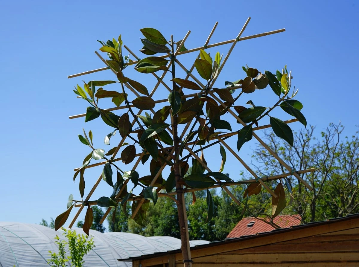 Groenblijvende Magnolia Als Leiboom (Magnolia Grandiflora 'Gallissoniere') EXTRA VOORDELIG 4 Groenblijvende Magnolia Als Leiboom (Magnolia Grandiflora 'Gallissoniere') EXTRA VOORDELIG - Afbeelding 2