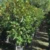Groenblijvende Magnolia (Magnolia Grandiflora 'Kay Parris') 2 Groenblijvende Magnolia (Magnolia Grandiflora 'Kay Parris') -Tuinplanten Winkel magnolia grandiflora struik01